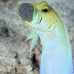 jawfish_yellowhead_oc_jar_v_0077_cub0577_rv.jpg